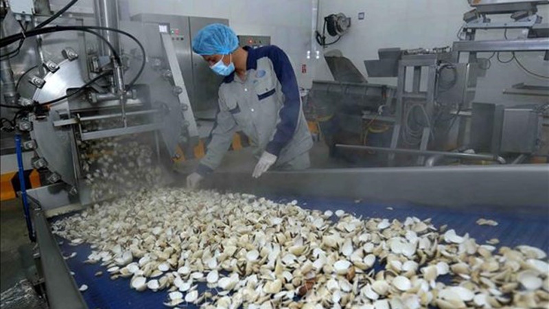 Vietnamese firm exports canned clams to Europe